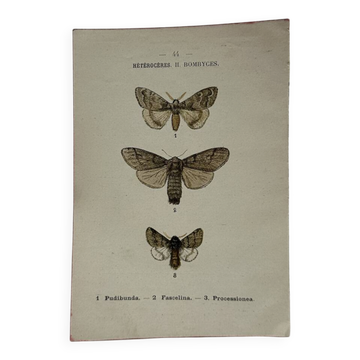 Botanical Plate 1800 Old naturalist engraving 19th century double-sided