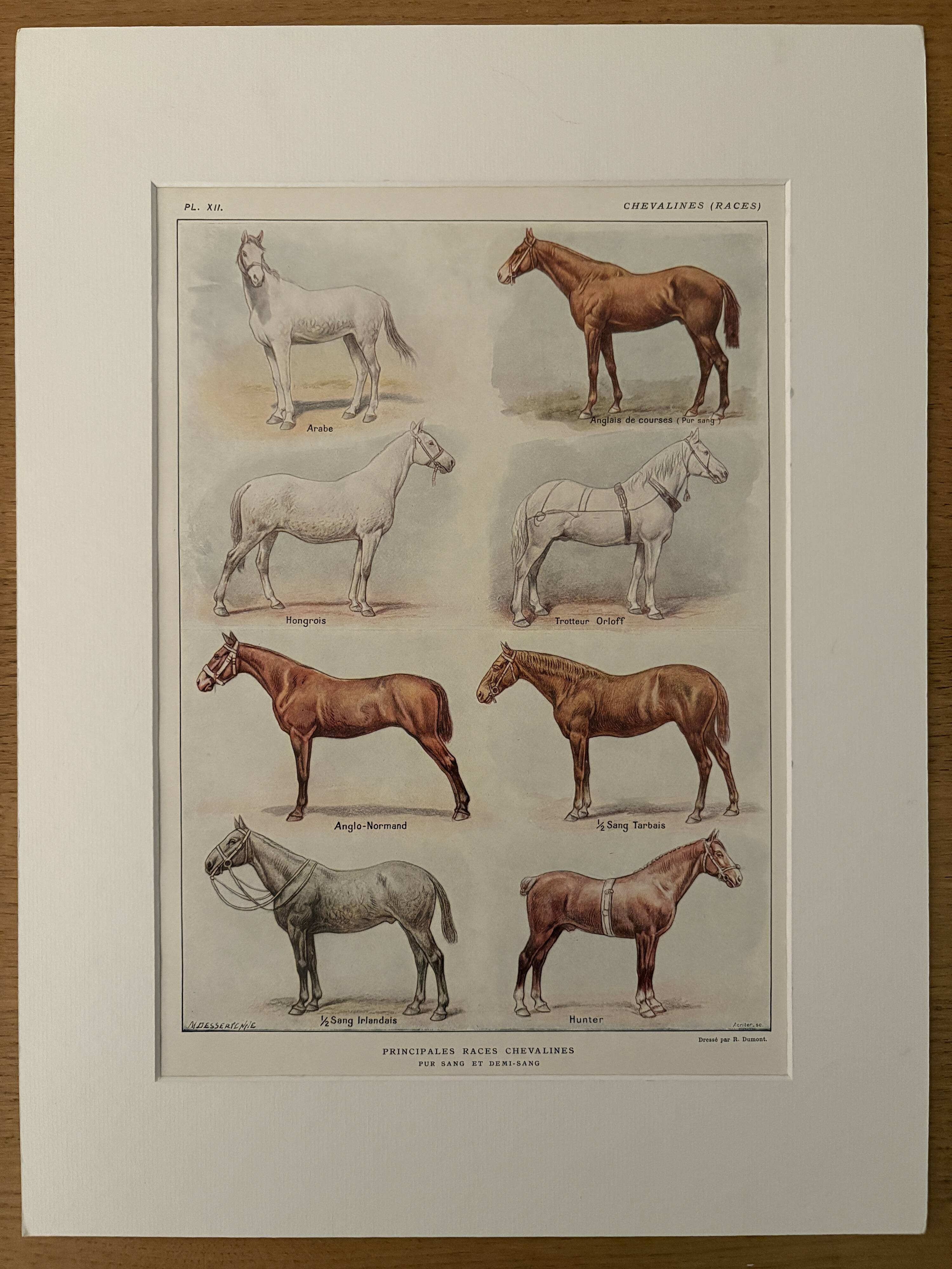 Lithograph on horse breeds - 1920