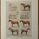 Lithograph on horse breeds - 1920
