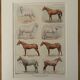 Lithograph on horse breeds - 1920