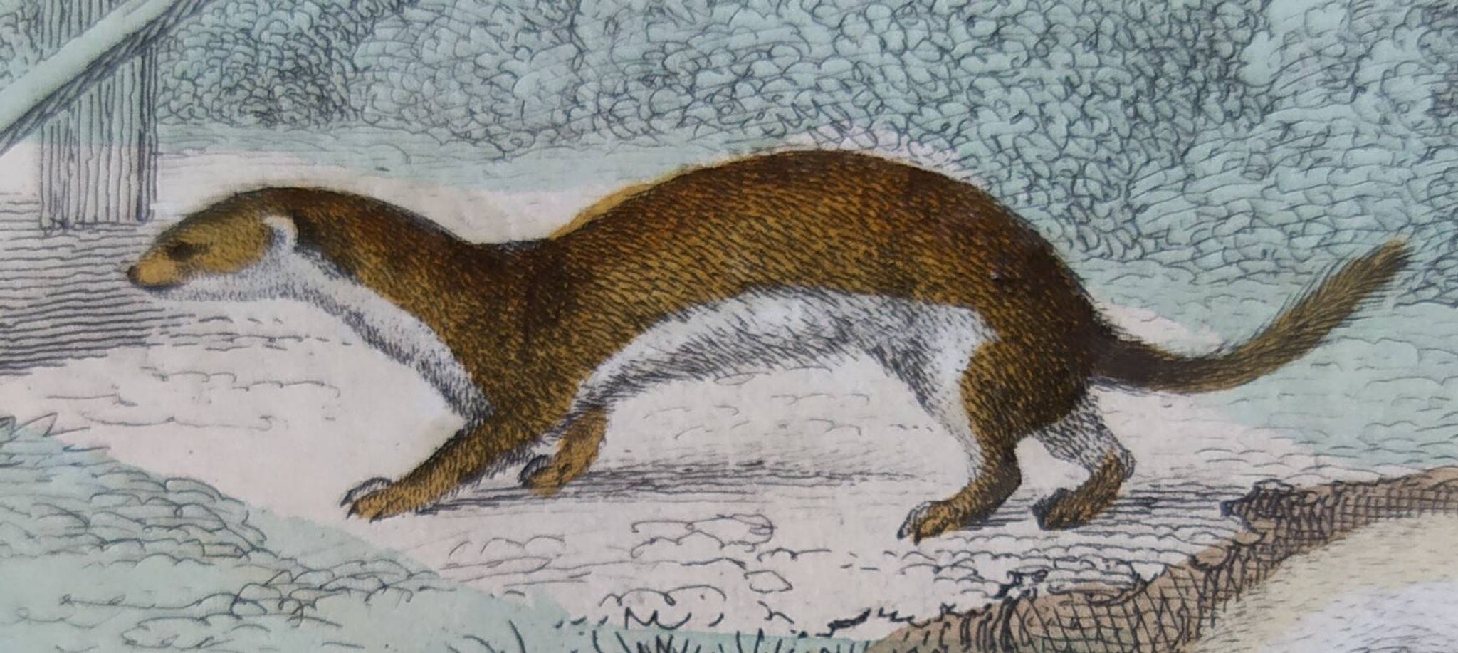 Original zoological plate "Marten, Marten, Weasel, Ermine" - Buffon 1840
