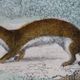 Original zoological plate "Marten, Marten, Weasel, Ermine" - Buffon 1840