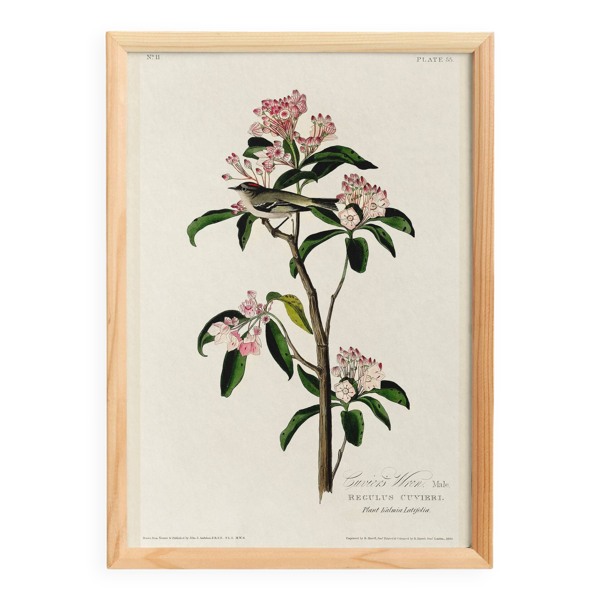 Affiche sur le Roitelet de Cuvier, d’après une gravure ancienne de 1827.