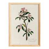 Poster about Cuvier's Kinglet, based on an old engraving from 1827.