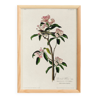 Poster about Cuvier's Kinglet, based on an old engraving from 1827.