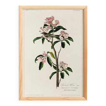 Poster about Cuvier's Kinglet, based on an old engraving from 1827.