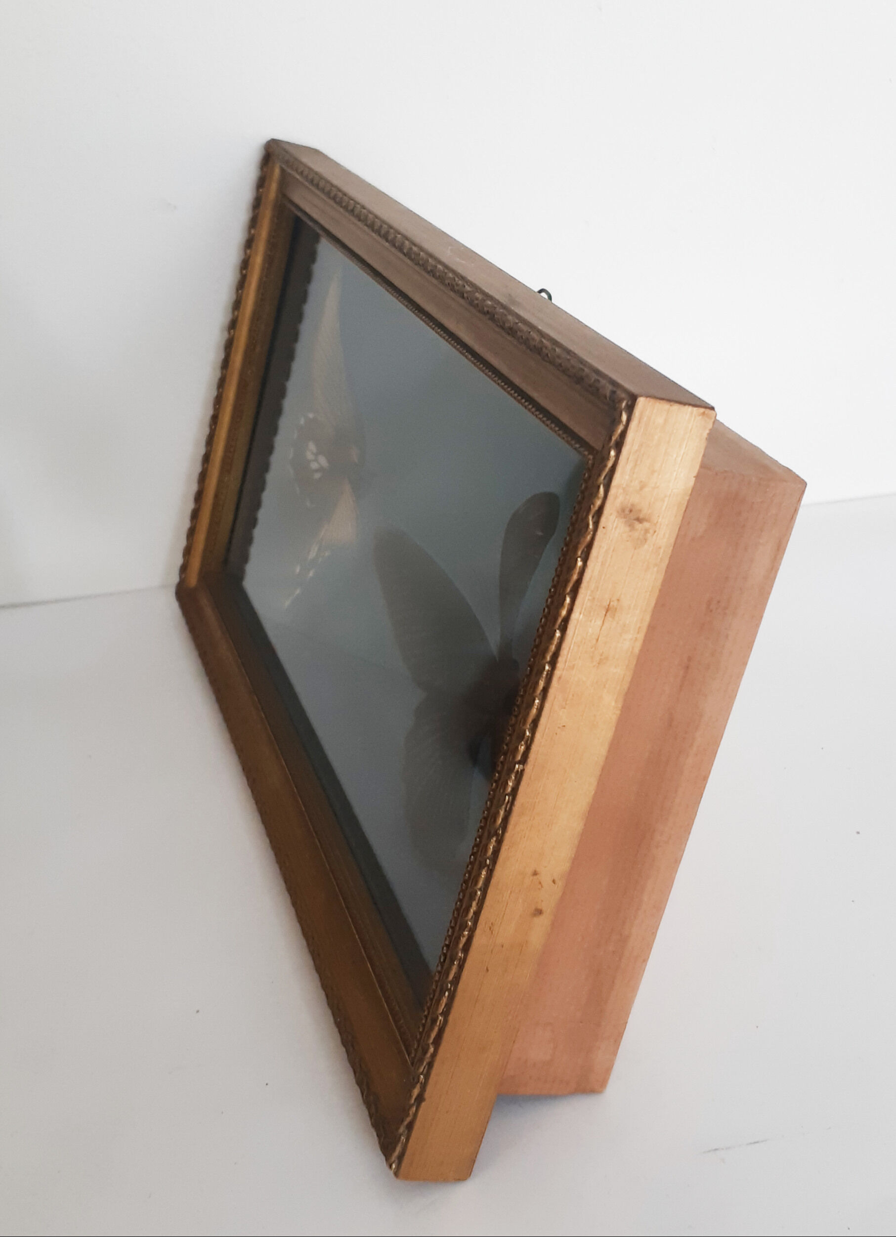 Butterflies naturalized under glass