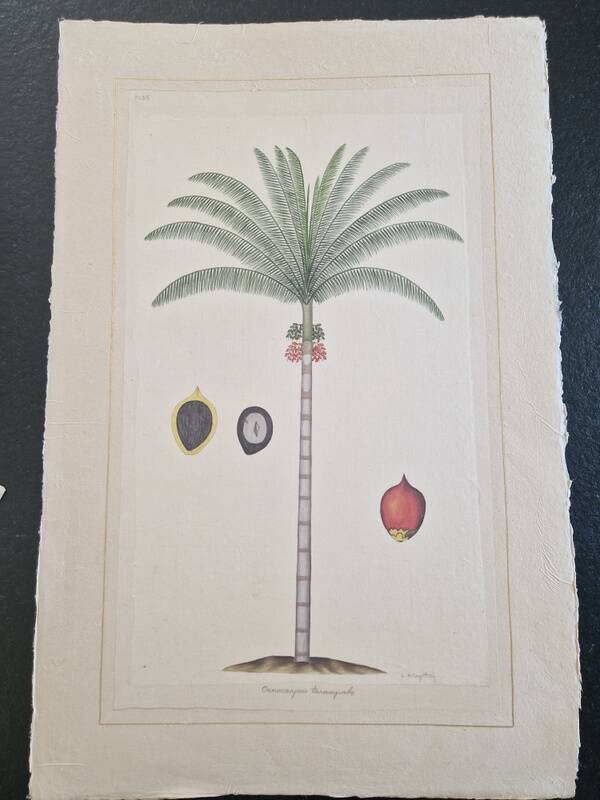 La Roche Laffitte (Born in 1943) - Watercolour drawing on silk - Palm tree