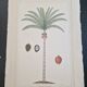 La Roche Laffitte (Born in 1943) - Watercolour drawing on silk - Palm tree