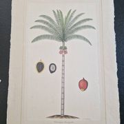Dessin à l'aquarelle sur soie - Palmier - La Roche Laffitte (Né en 1943)