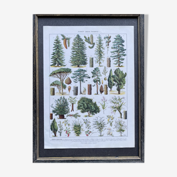 Illustration Millot, forêt, arbres forestiers
