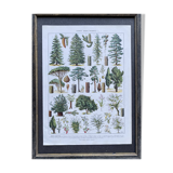 Illustration Millot, forest, forest trees