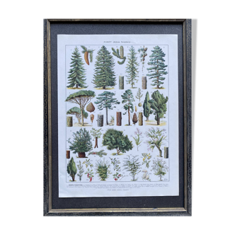 Illustration Millot, forest, forest trees