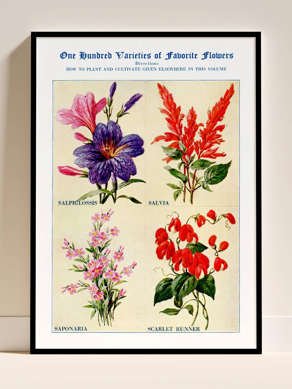 Poster about sage, soapwort, and tiger's mouth