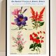 Poster about sage, soapwort, and tiger's mouth