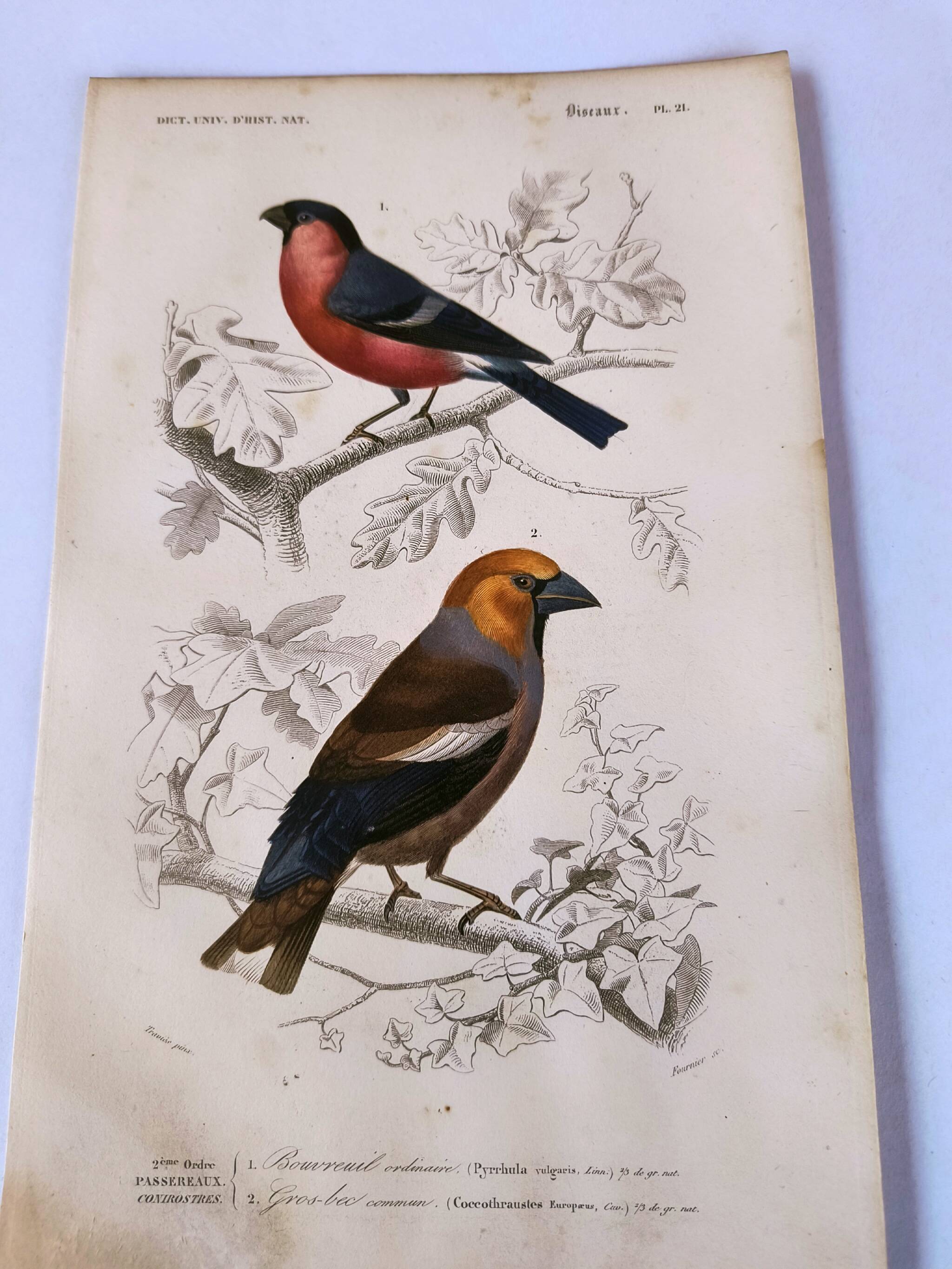 Antique engraving from 1849. Bullfinch and Grosbeak. Travies. Orbigny bird