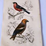 Antique engraving from 1849. Bullfinch and Grosbeak. Travies. Orbigny bird