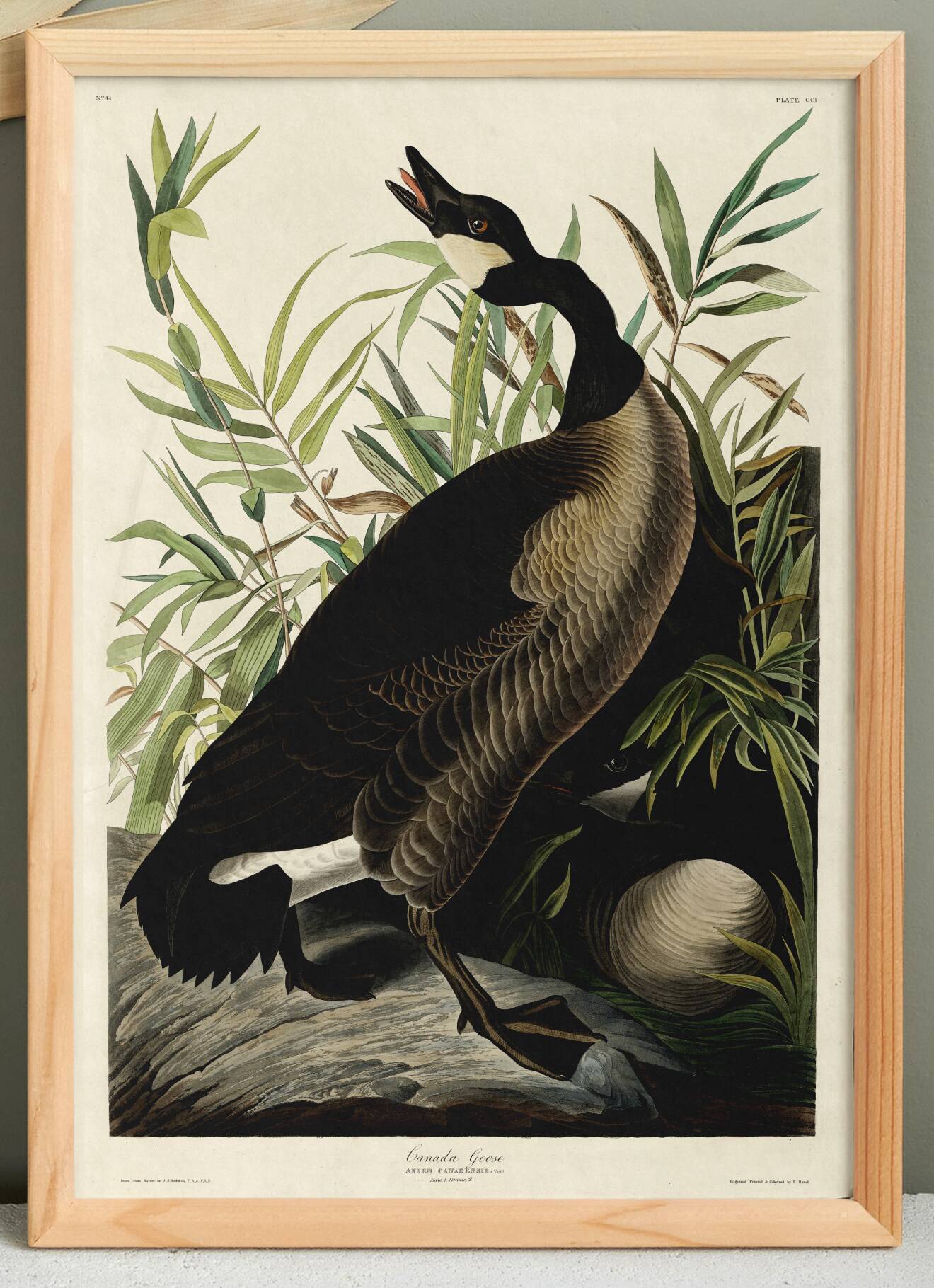 Poster about the “Canada Goose”, based on an old engraving from 1827.