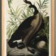 Poster about the “Canada Goose”, based on an old engraving from 1827.