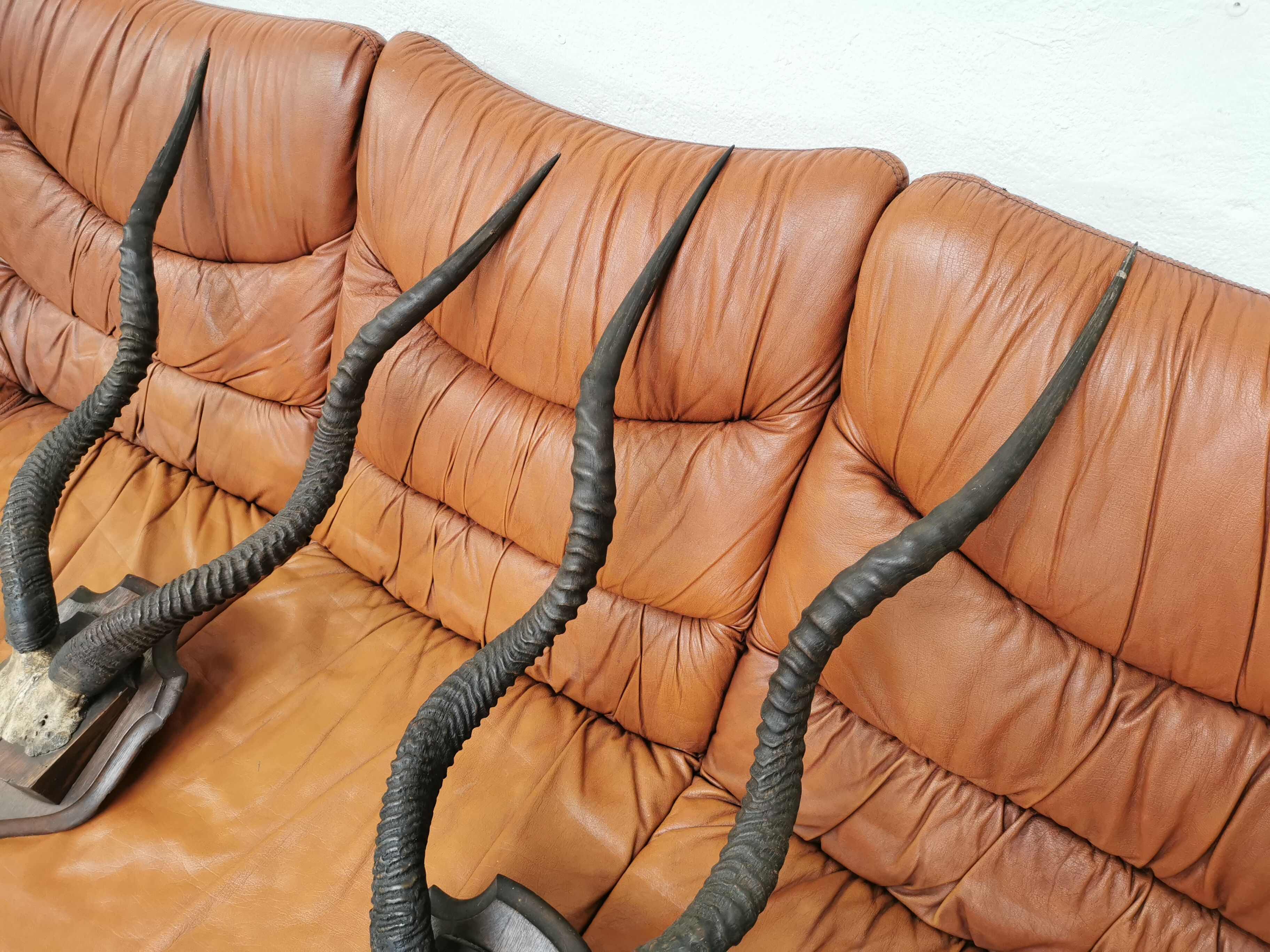 Pair of hunting trophy horn oryx antelope