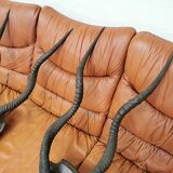 Pair of hunting trophy horn oryx antelope