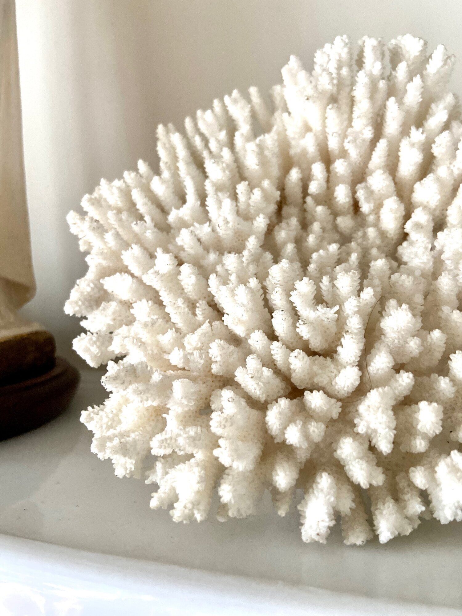 Coral, white acropora
