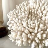 Coral, white acropora