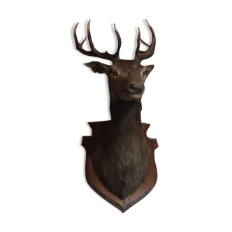 Deer trophy 10 horns
