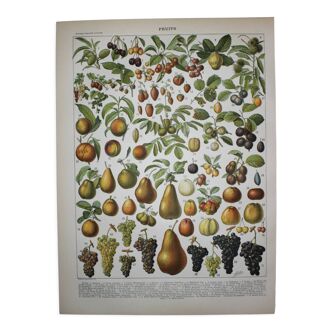 Engraving • Fruits of our regions, varieties • Original lithograph of 1898