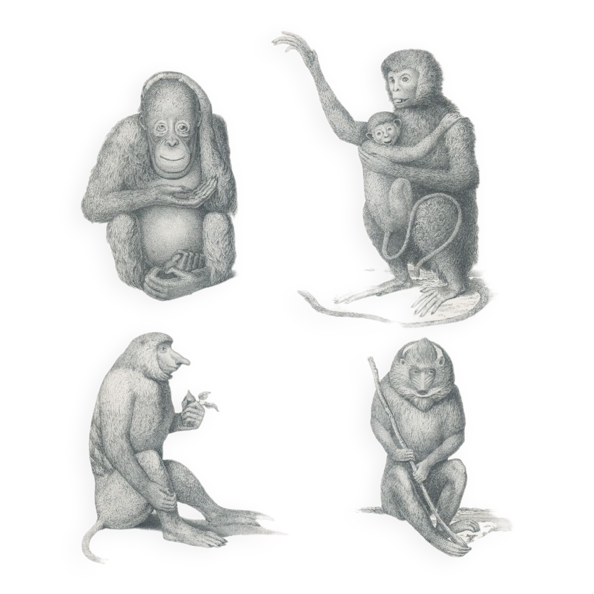 Old engraving of Primates: Ourang Outang, Lotong, Proboscis Monkey, Great Baboon