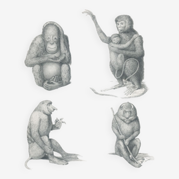 Old engraving of Primates: Ourang Outang, Lotong, Proboscis Monkey, Great Baboon