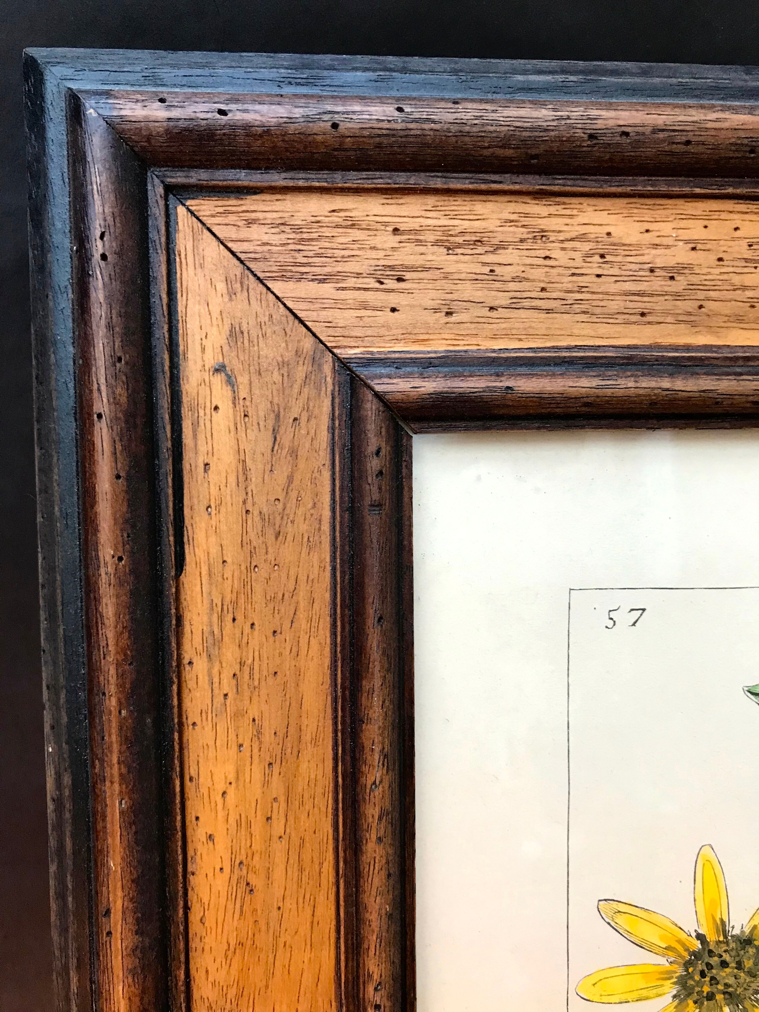 Painting golden yellow flowers wooden frame vintage botanical encyclopedia Lamarck