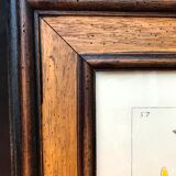 Painting golden yellow flowers wooden frame vintage botanical encyclopedia Lamarck