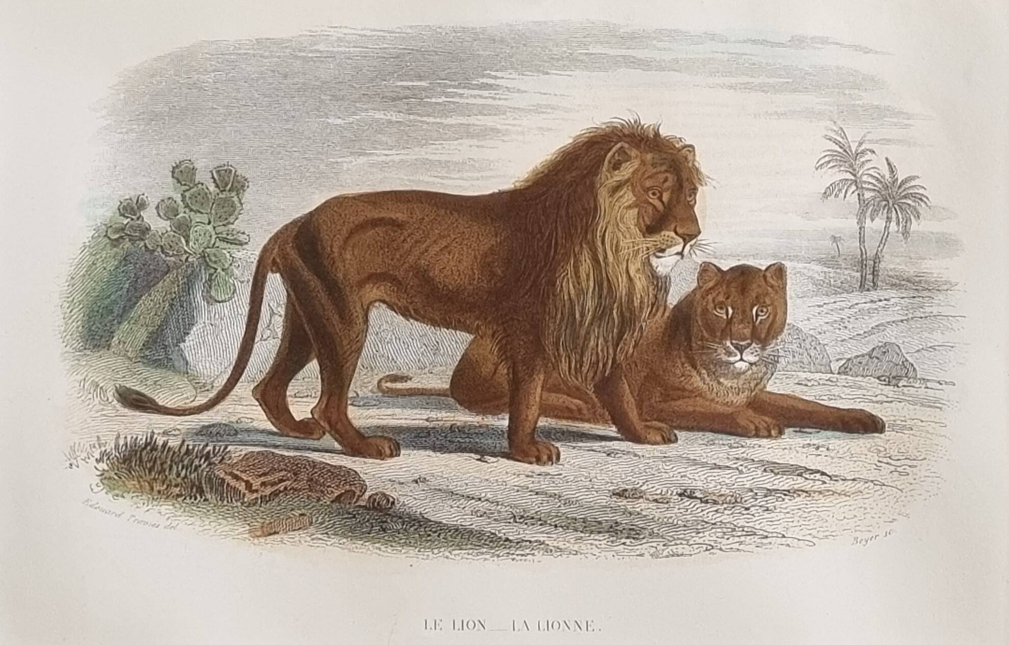 Framed vintage engraving – The Lion and the Lioness, after Buffon, 23 x 32 cm