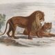 Framed vintage engraving – The Lion and the Lioness, after Buffon, 23 x 32 cm