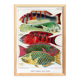 Poster about the fish of the Great Barrier Reef, 1893