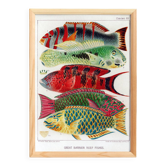 Poster about the fish of the Great Barrier Reef, 1893