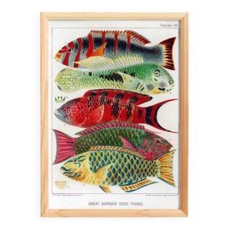 Affiche sur les poissons de la Barrière de Corail, 1893