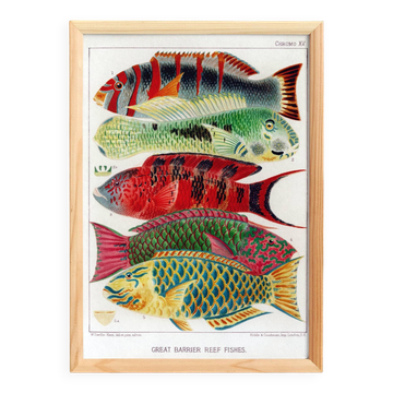 Poster about the fish of the Great Barrier Reef, 1893