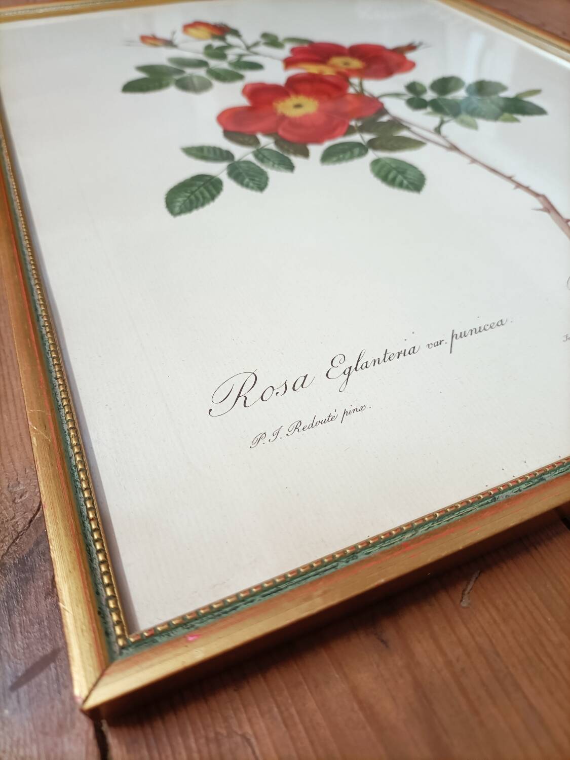 Lithograph PJ Redoute old pink