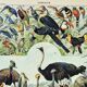 Antique engraving 1898, Birds 3: species • Lithograph, original illustration