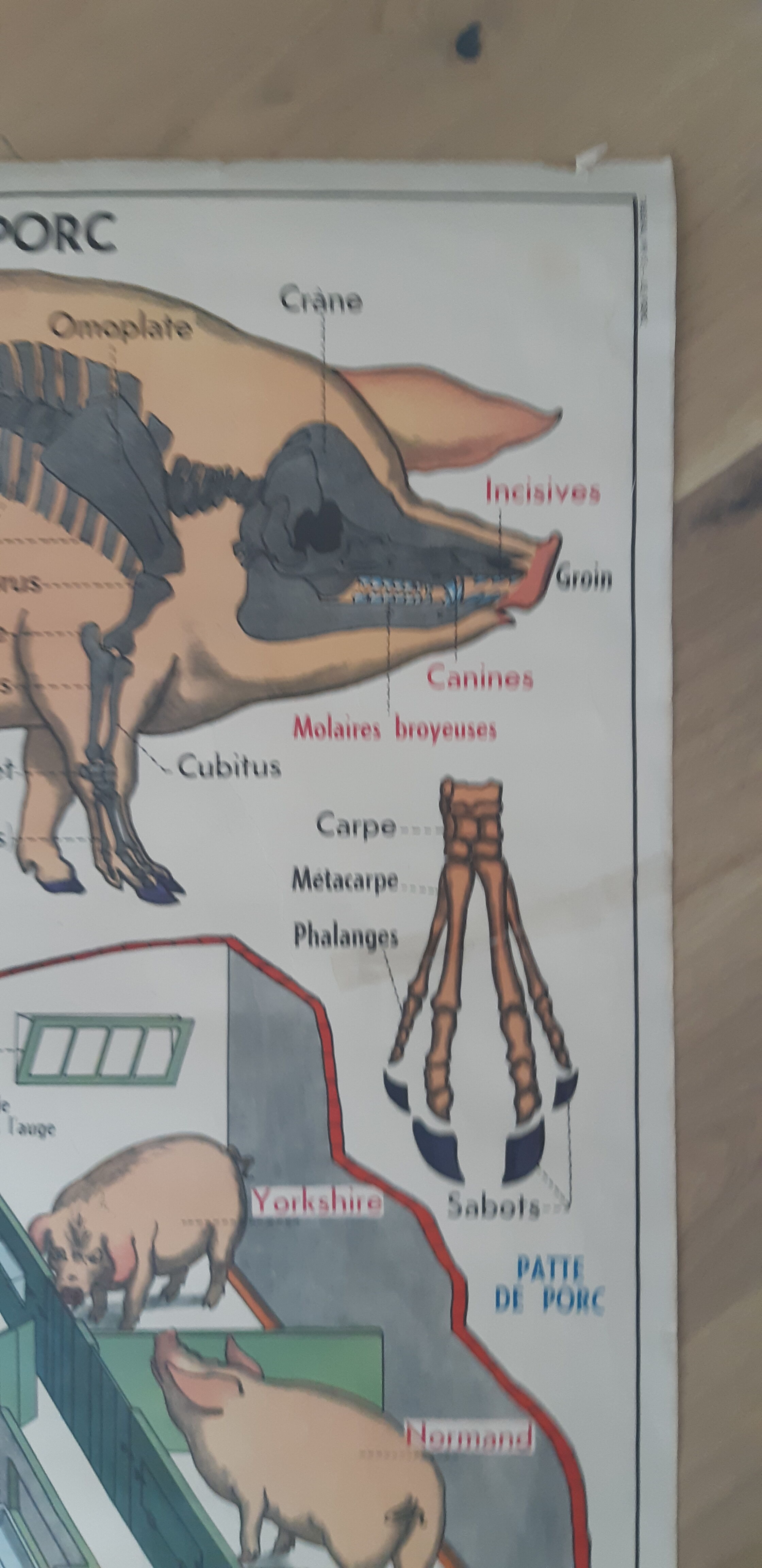 School poster pig and cat