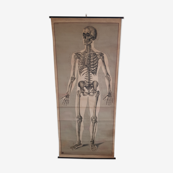 Affiche curiosité "squelette humain"