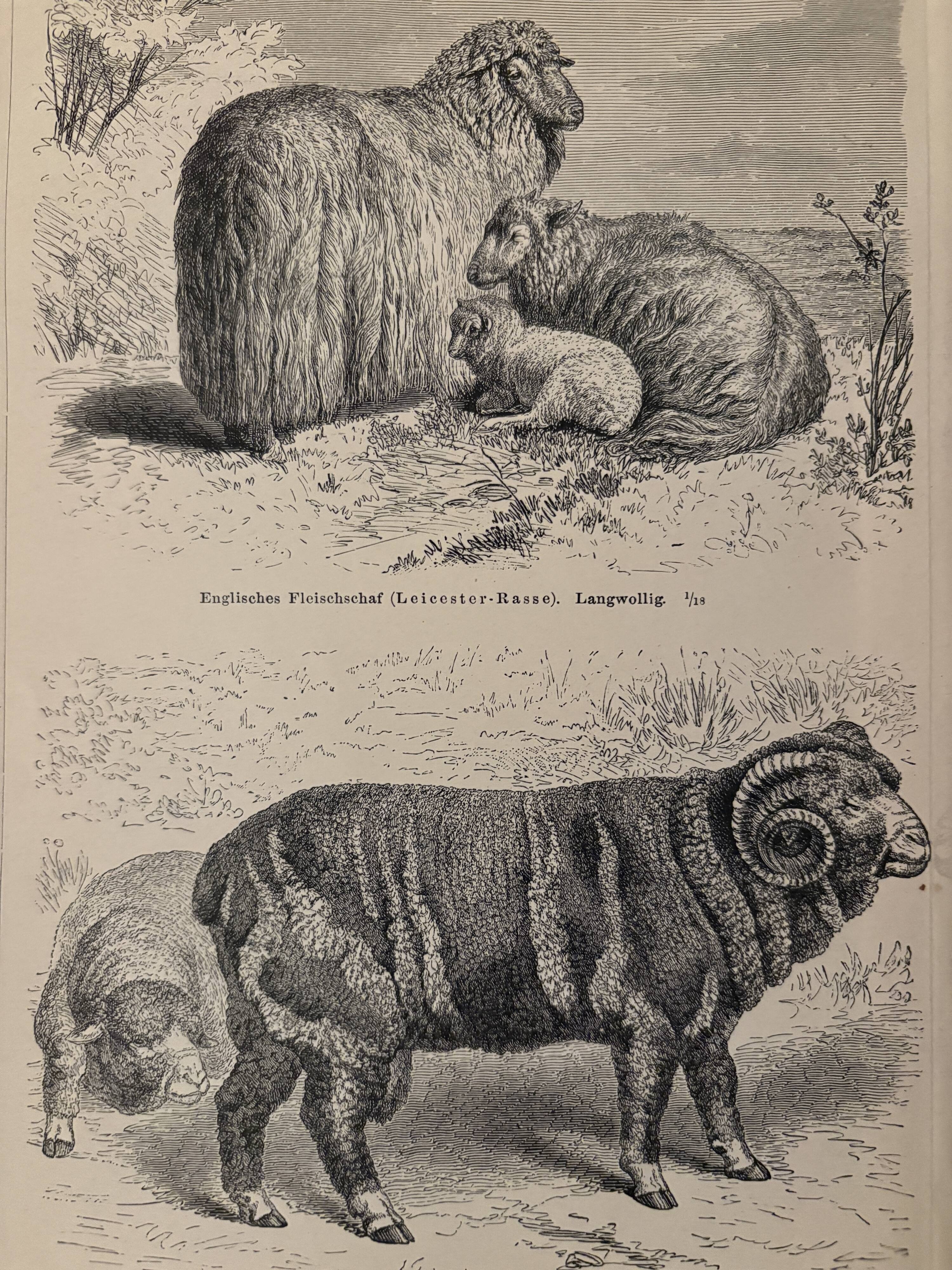 Gravure vintage sur les moutons