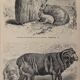 Gravure vintage sur les moutons
