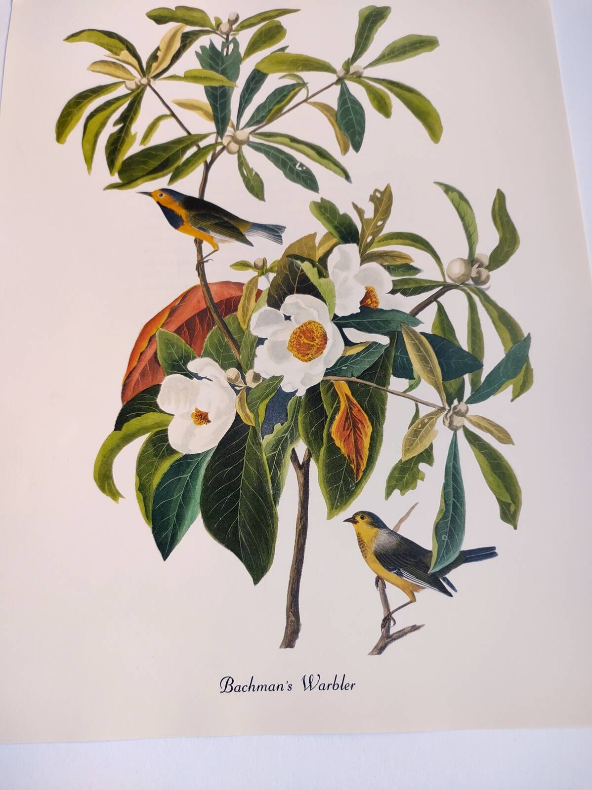 Bird board by JJ Audubon - Bachman's Warbler - 🐦 Zoological and ornithological illustration