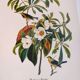 Bird board by JJ Audubon - Bachman's Warbler - 🐦 Zoological and ornithological illustration