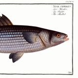 Poster about the mule, based on an old engraving from 1746.