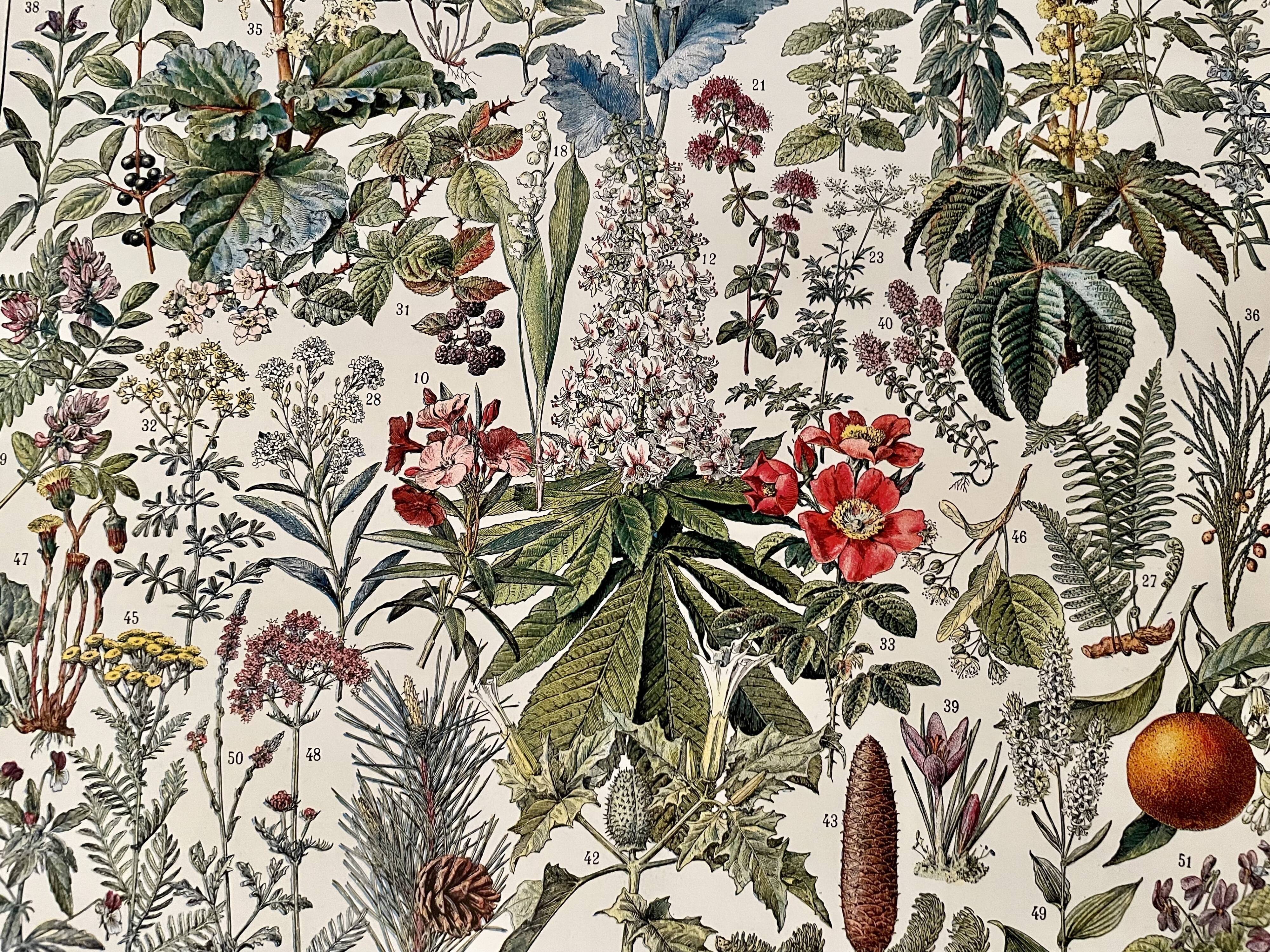 Lithograph on medicinal plants (mistletoe) - 1930