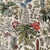 Lithograph on medicinal plants (mistletoe) - 1930